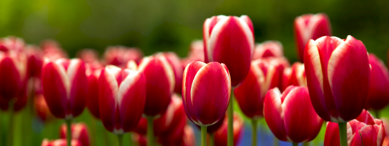 Tulipano | Un seme di speranza