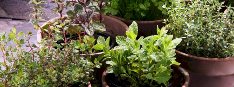 Una pianta aromatica per te