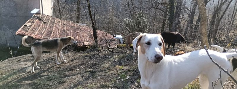 Videochiamata dall'Armata