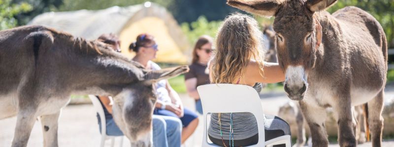 Team building con il nostro branco di asini