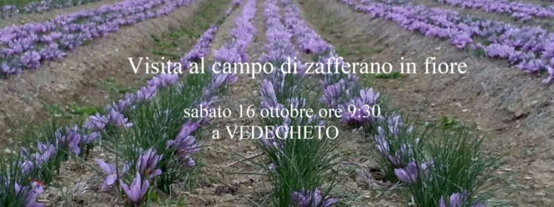 Visita campo di zafferano in fiore a Vedegheto