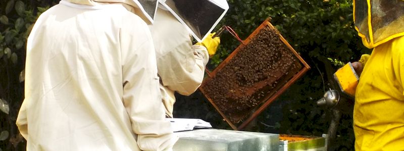 Bericus ti aiuterà a scoprire il mondo delle api